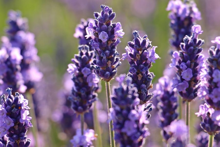 Lavender – The Plant and its Use in Skin Care