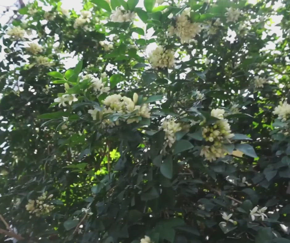 Organic jasmine leaves for use in the organic jasmine body oil.