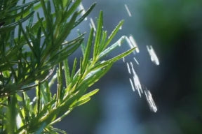 Rosemary video used in Ca'Mora products