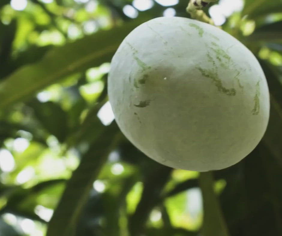 Organic mango used to infuse the organic mango body oil.