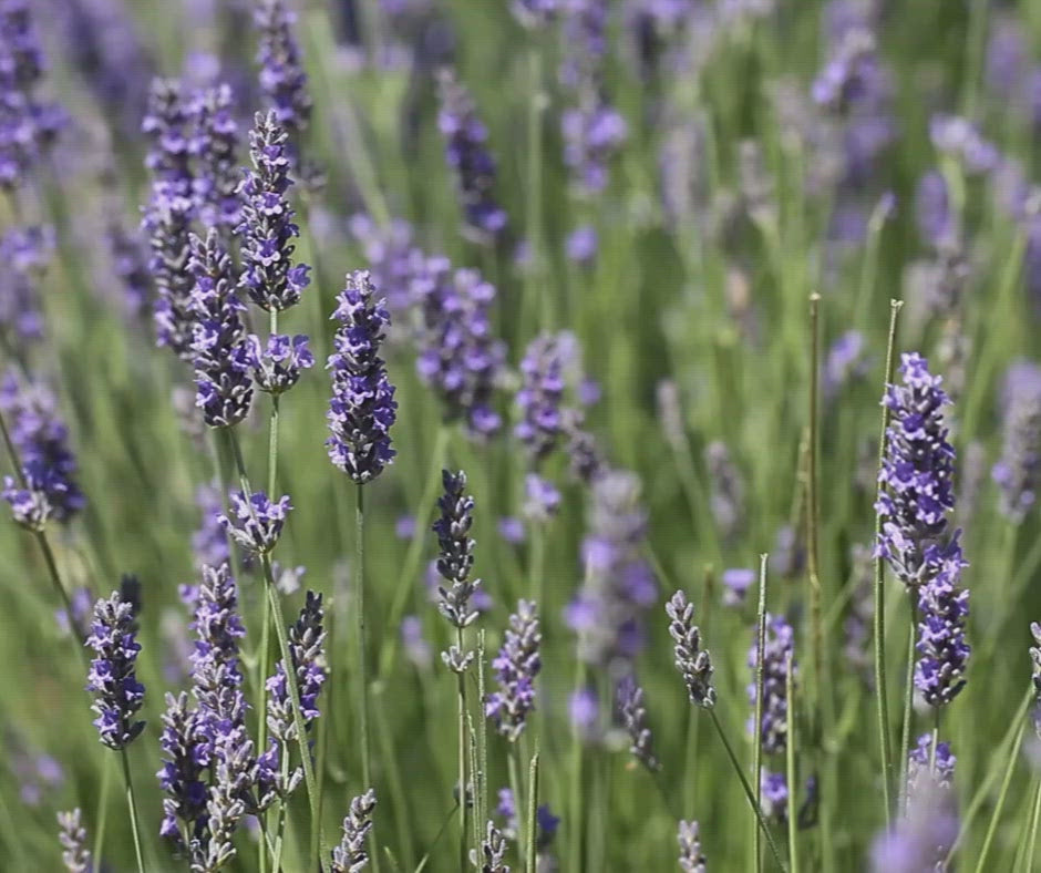 Organic lavender used in the Ca'Mora body butter.
