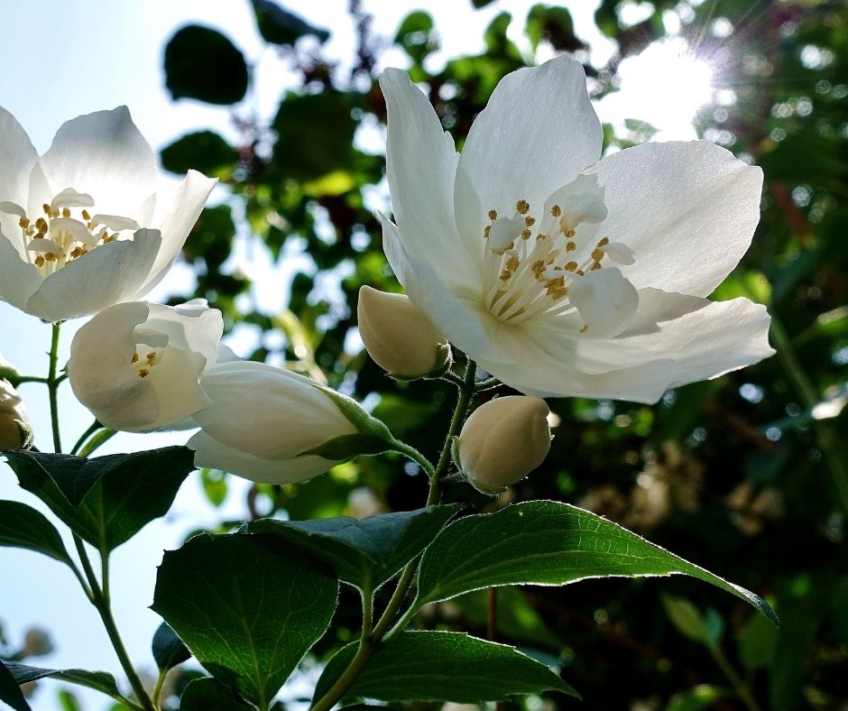 Organic jasmine leaves used to infuse into the jasmine organic body oil.