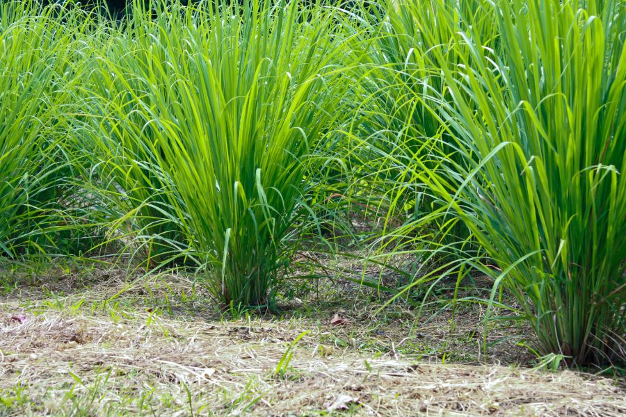 Organic lemongrass used in Ca'Mora soap and body oil