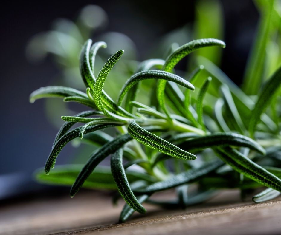 Organic rosemary used in the Ca'Mora organic body oil