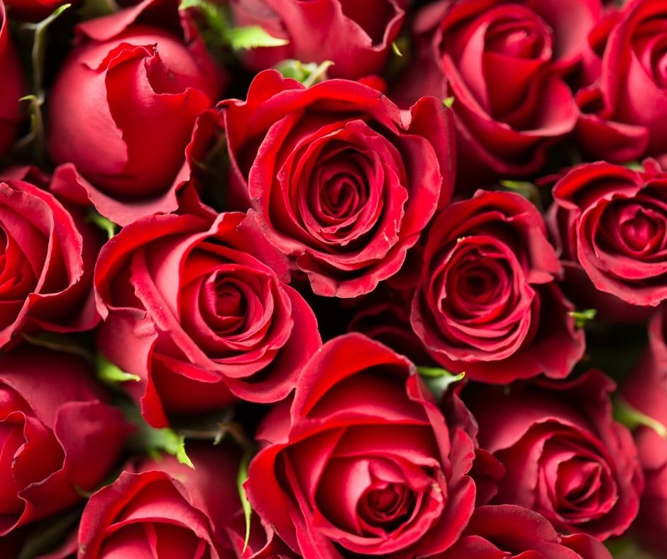 Organic roses infused in the Ca'Mora Rose and Hibiscus organic body oil.