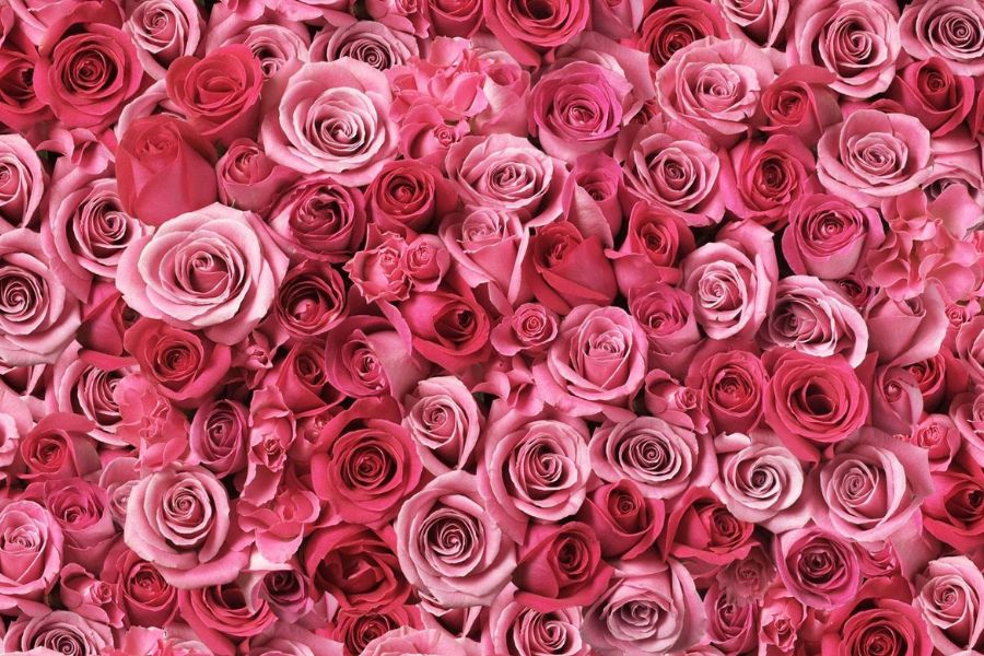 Roses used in Ca'Mora Rose Body Butter