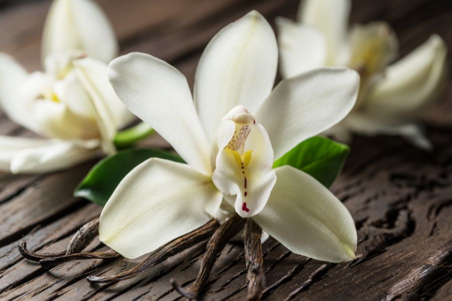 Vanilla used in sweet musk Ca'Mora shea butter soap.