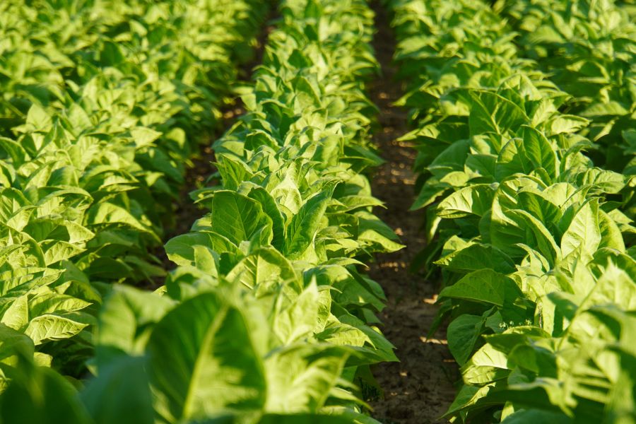 Organic tobacco leaves used to scent the Ca'Mora tobacco leaf soap made with shea butter for soft skin.