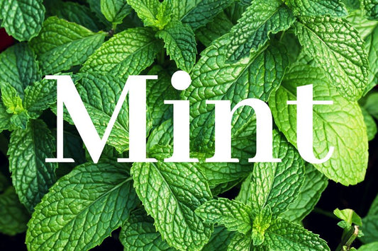 Ca'Mora_Eucalyptus_and_Mint_organic_body_oil