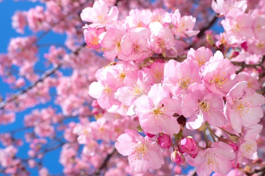 The Skin Benefits of Japanese Cherry Blossoms