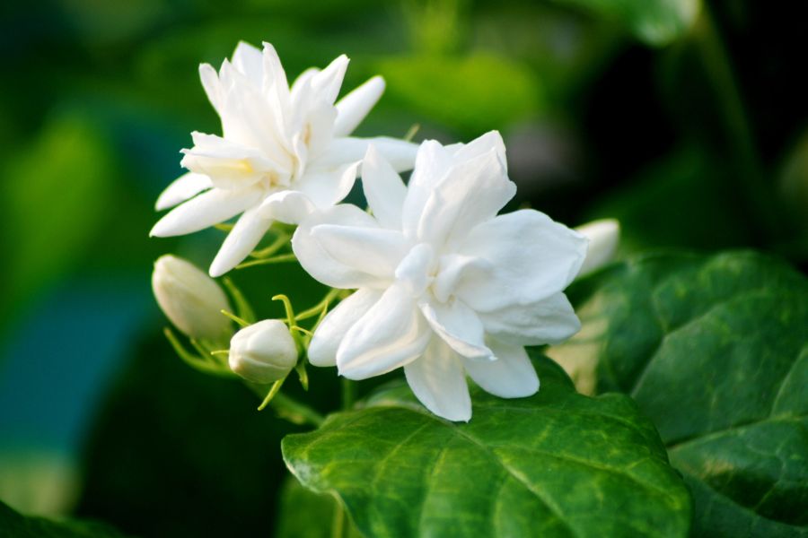 Benefits of Jasmine in Skin Care Products