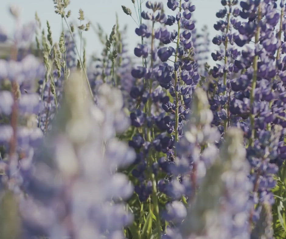 Field depicting where the organic lavender used in Ca'Mora lavender body oil is grown.