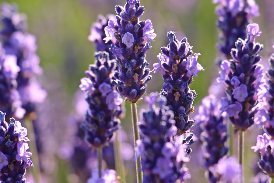 Lavender used to create Ca"Mora products