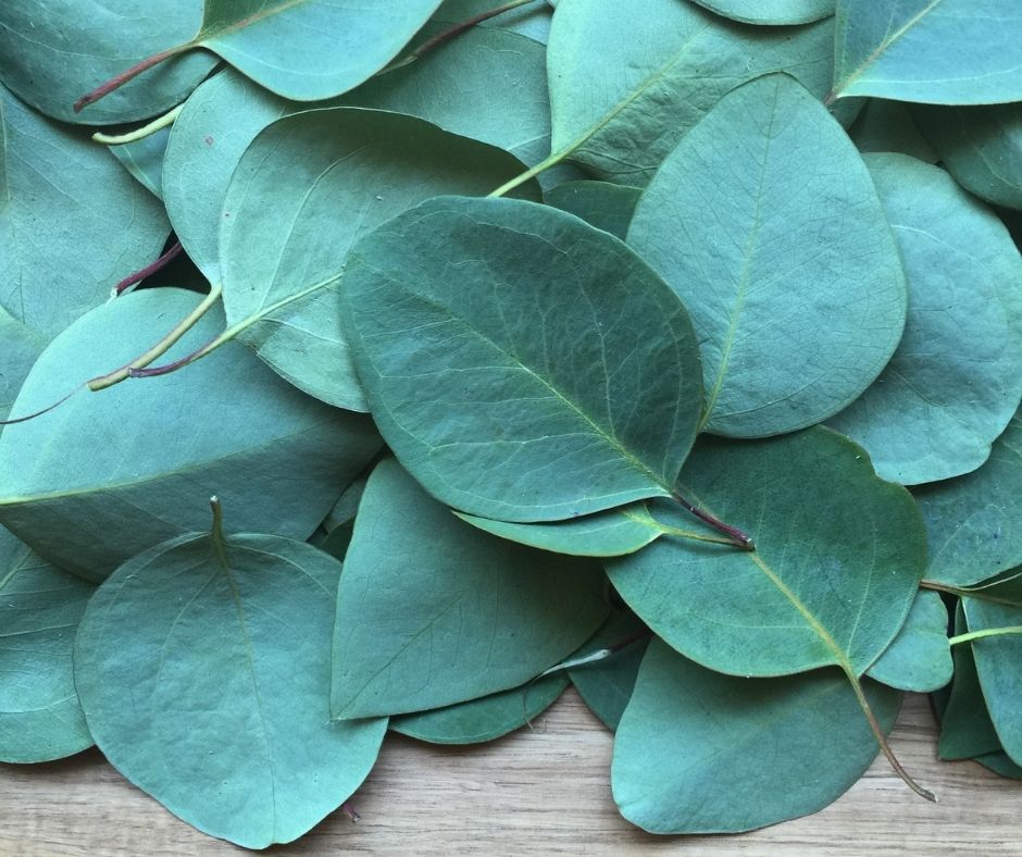 Organic eucalyptus leaves used to infuse in the Ca'Mora organic body oil.