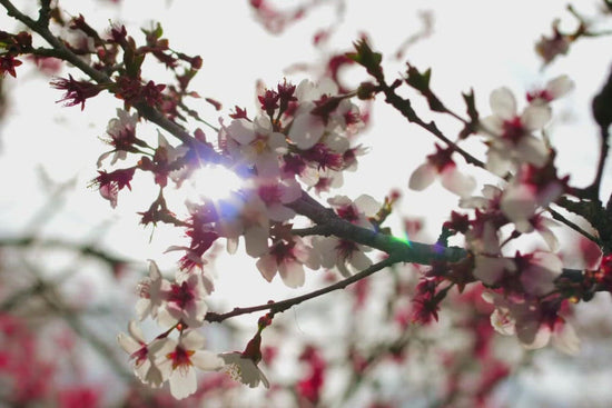 Organic Japanese Cherry Blossoms used in the Ca'Mora body butter.