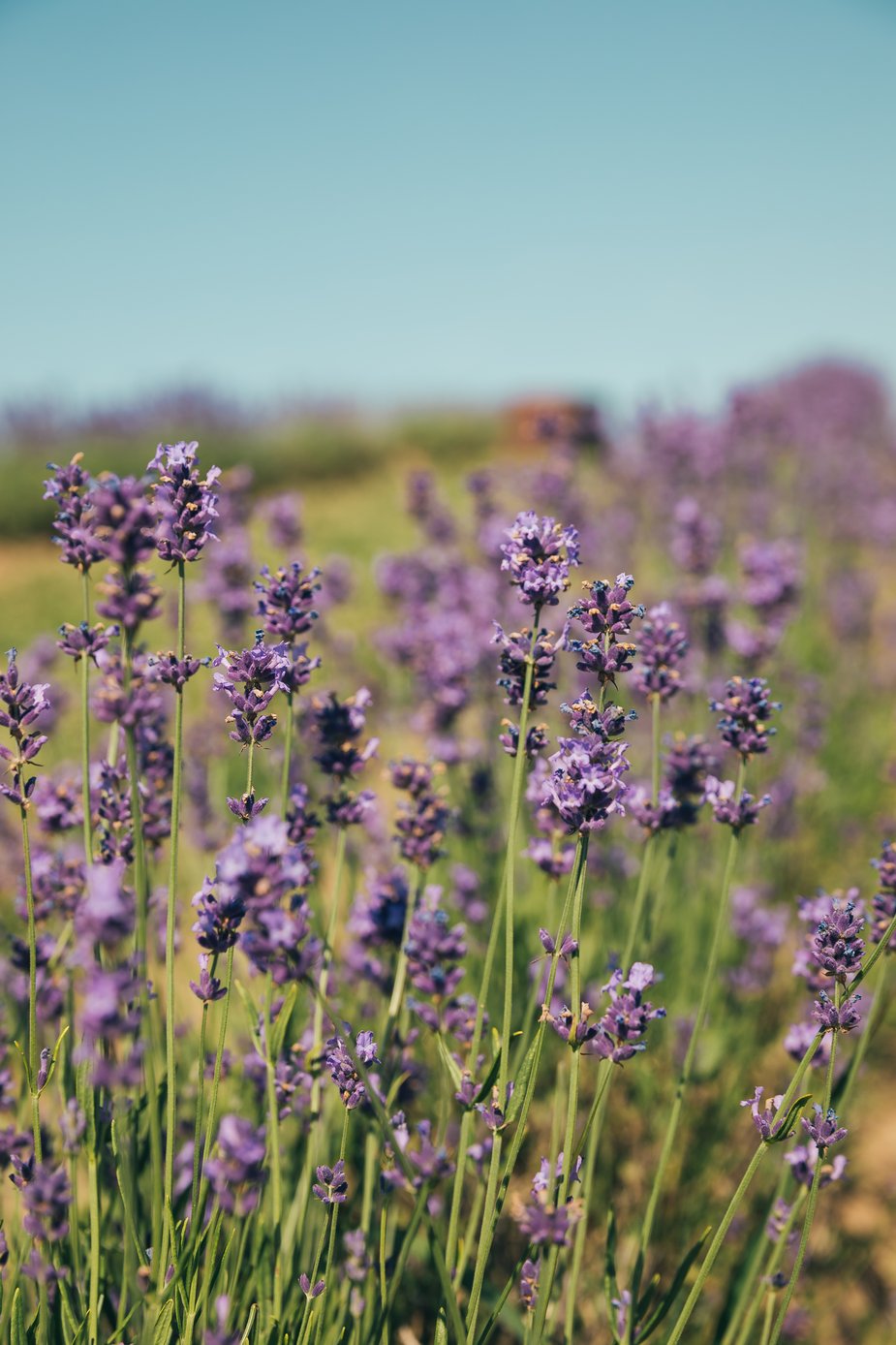 Organic lavender, lavender field used to infuse the Ca'Mora lavender body oil.