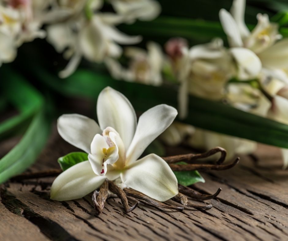 Organic vanilla used in the Ca'Mora lavender vanilla organic body oil.