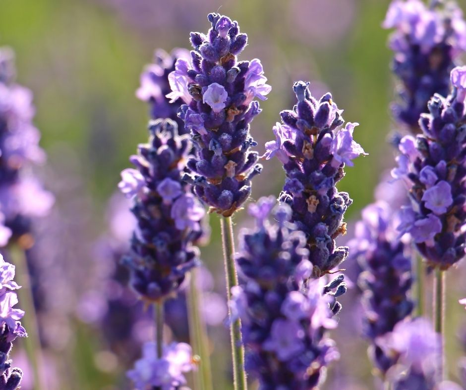 Organic lavender used to infuse in the Ca'Mora organic body oil.