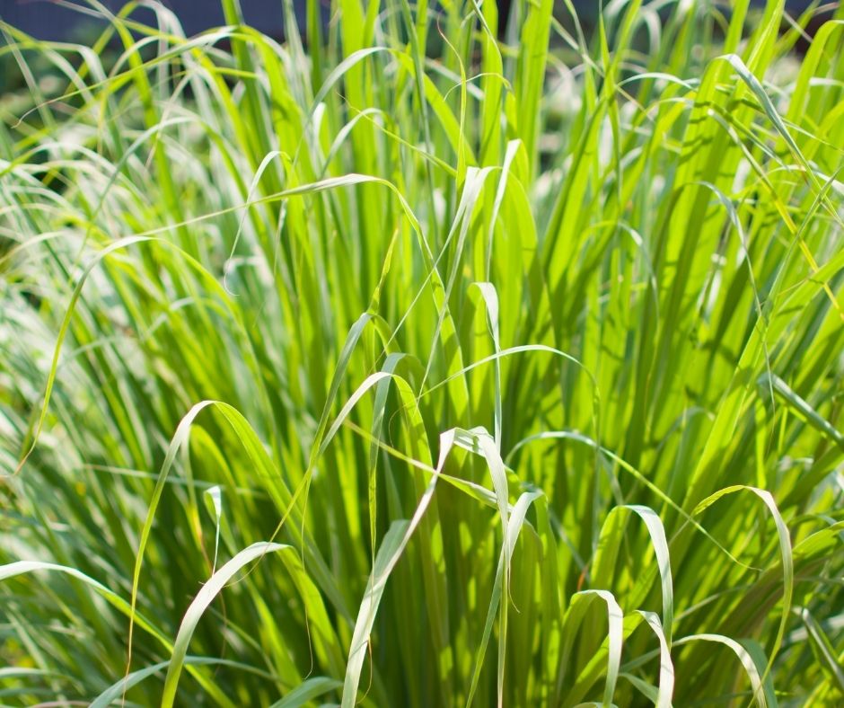 Organic lemongrass used to infuse the Ca'Mora body oil.